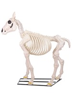 6 ft. Horse Skeleton Decoration Alt 1