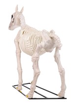 6 ft. Horse Skeleton Decoration Alt 5