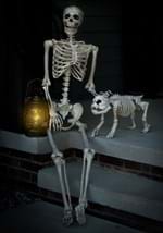 Lifesize Poseable Skeleton