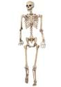 Lifesize Poseable Skeleton