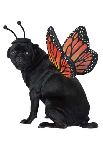 Click Here to buy Pet Butterfly Costume from HalloweenCostumes, CDN Funds & Shipping