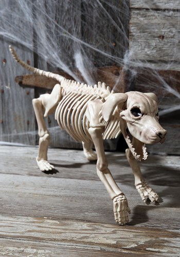 Dog Skeletons