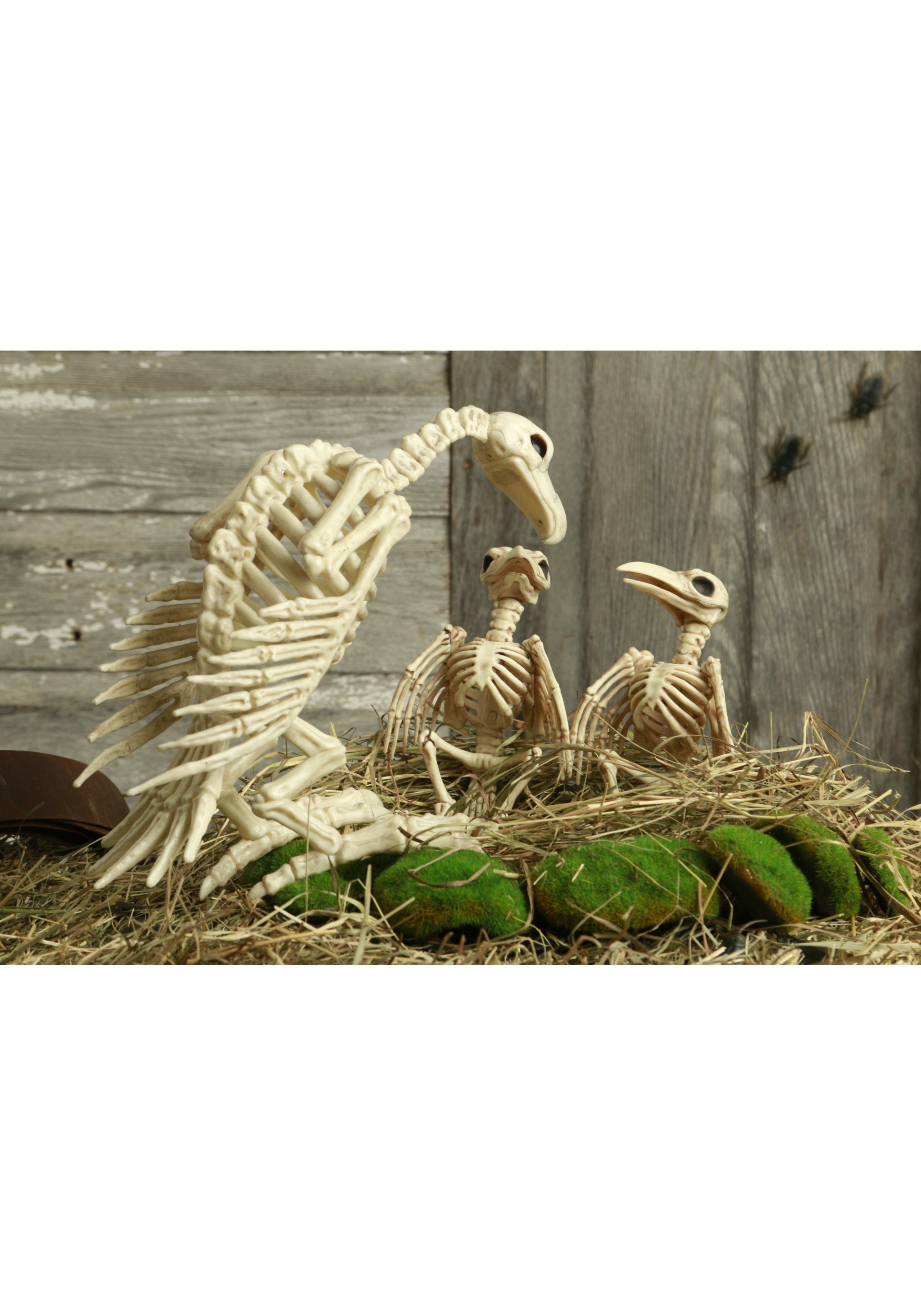 14 Inch Skeleton Vulture , Animal Skeleton Decorations