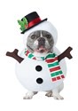 Dog Snowman Costume