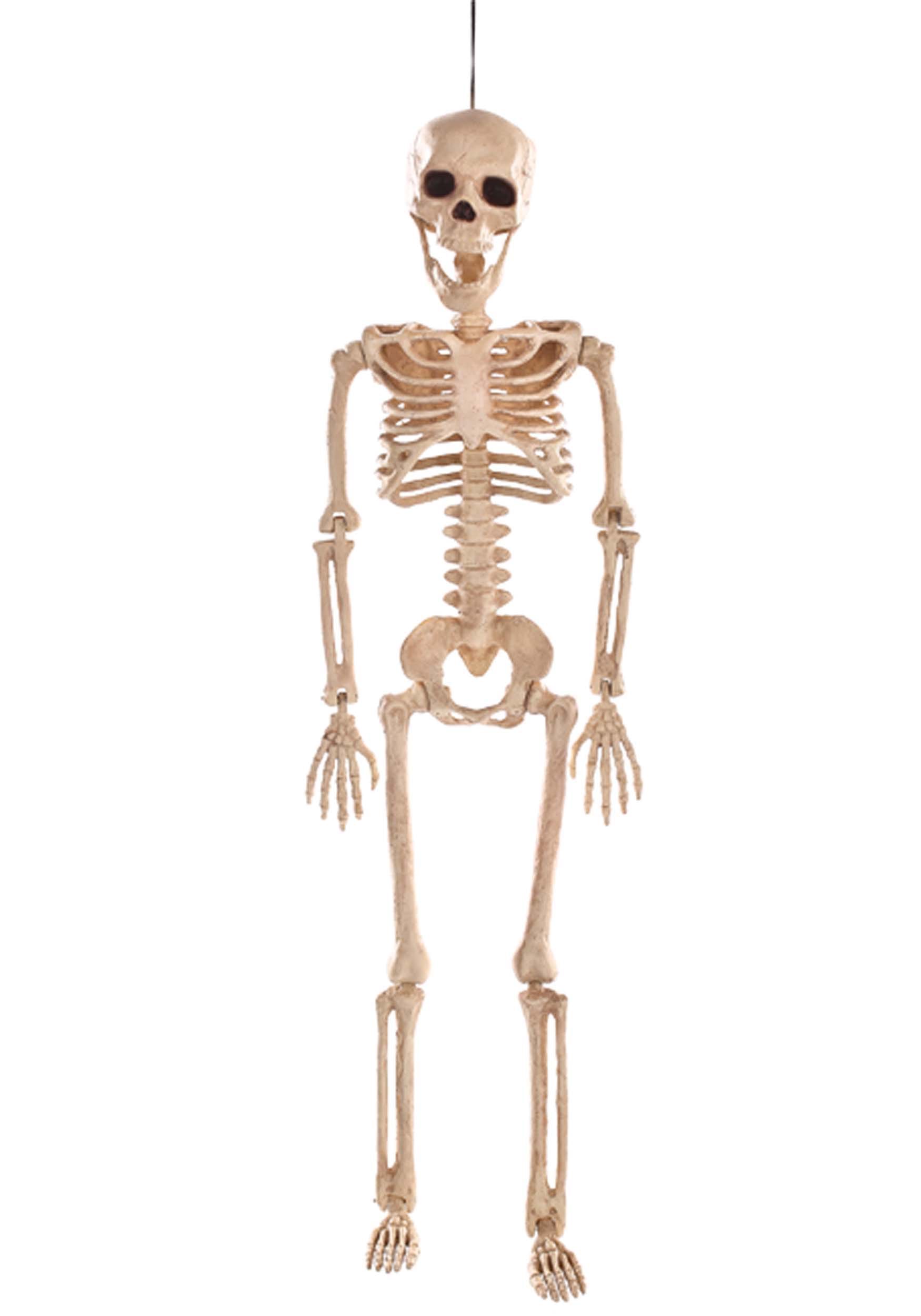 24 Inch Skeleton Decorations , Posable Skeleton Props