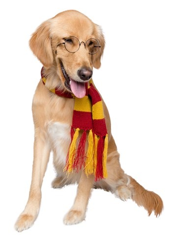 Click Here to buy Pet Hipster Wizard Glasses from HalloweenCostumes, CDN Funds & Shipping