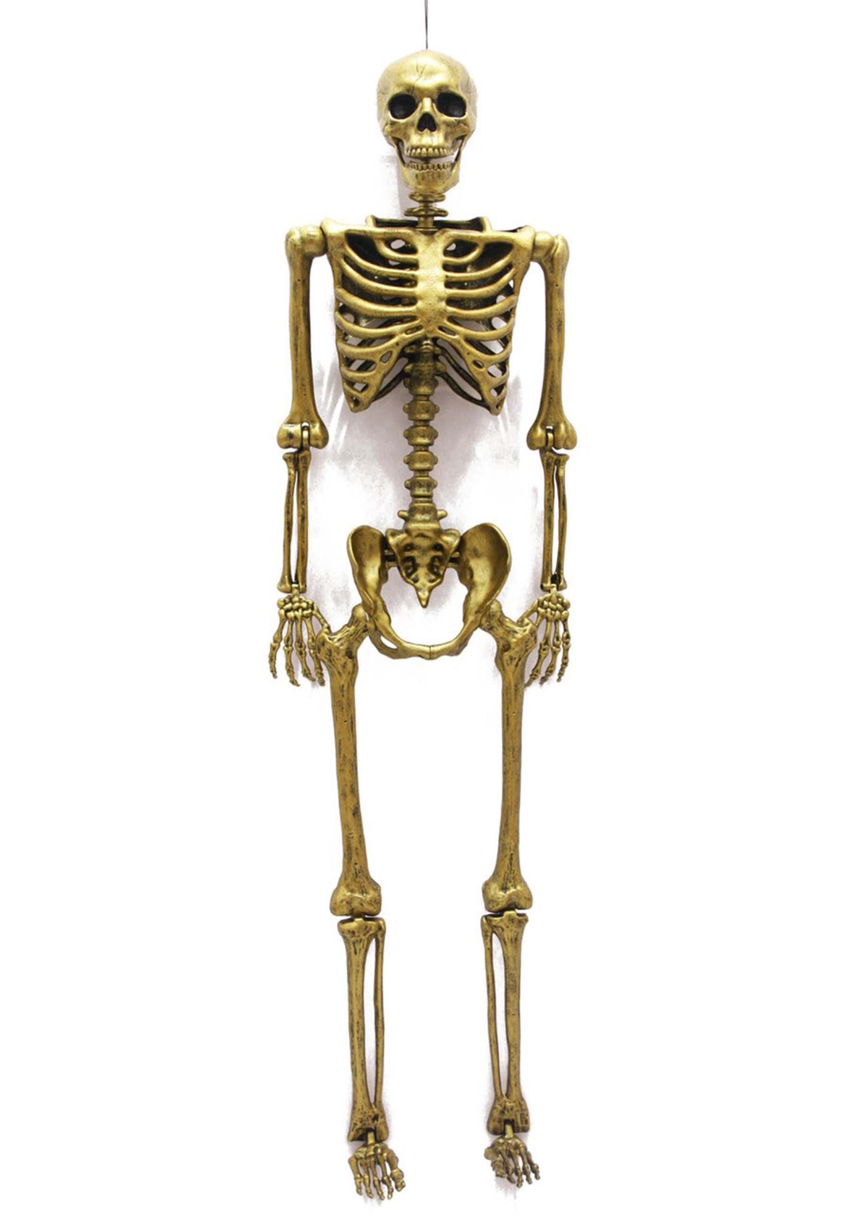 plastic-life-sized-skeleton-model-67-height-klm-bio-scientific