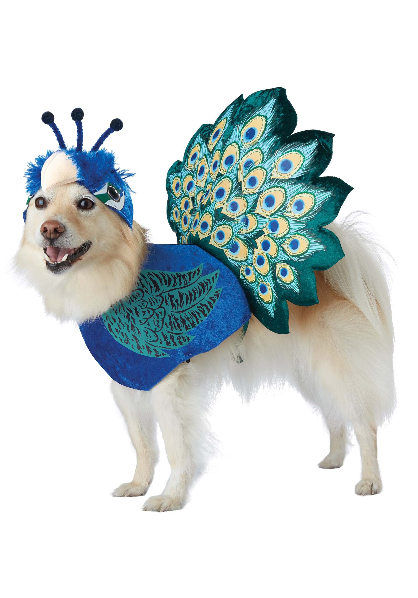 Pet Costume: Pretty as a Peacock