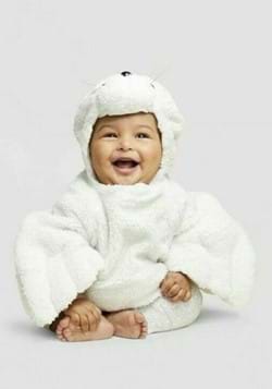Infant Seal