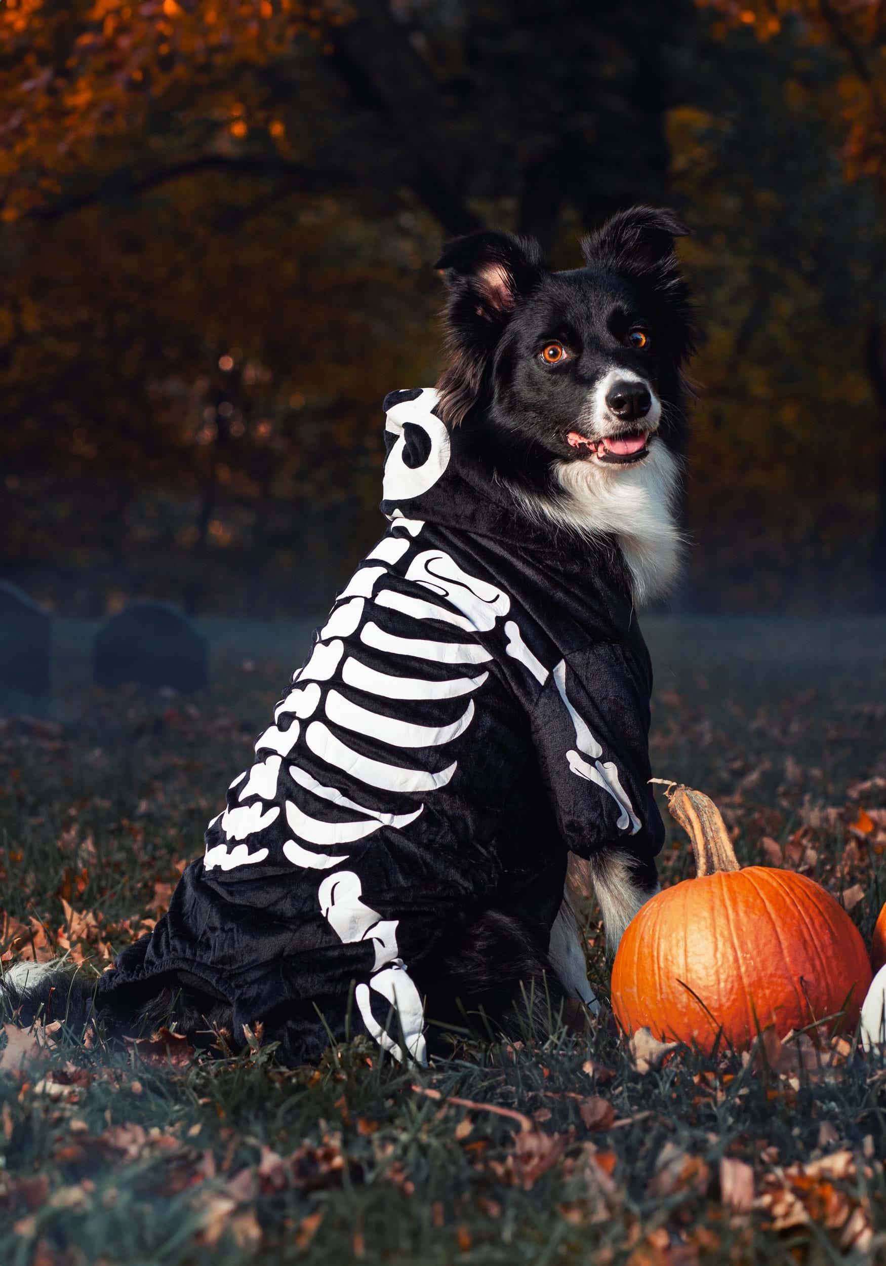 Skeleton Costume For Dogs And Cats