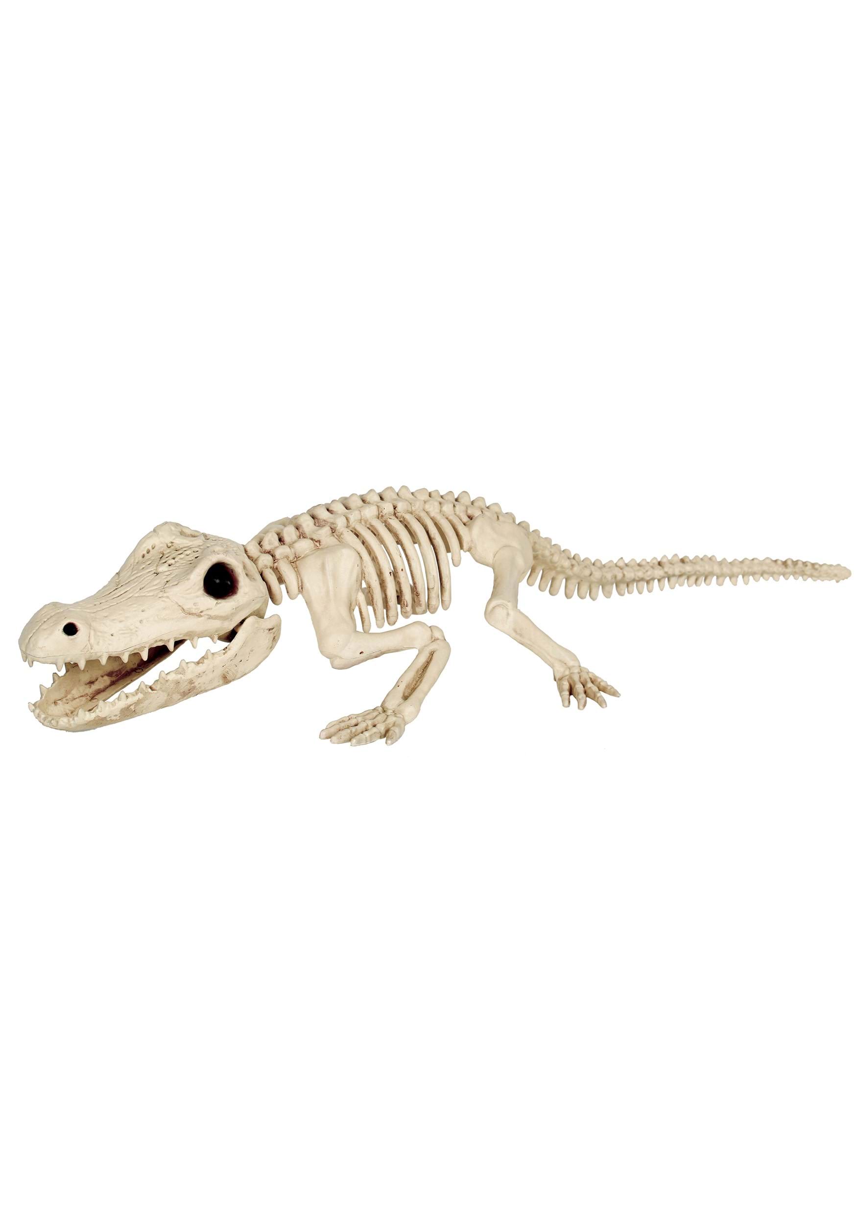 31-Inch Crocodile Skeleton Decoration , Skeleton Animal Decoations